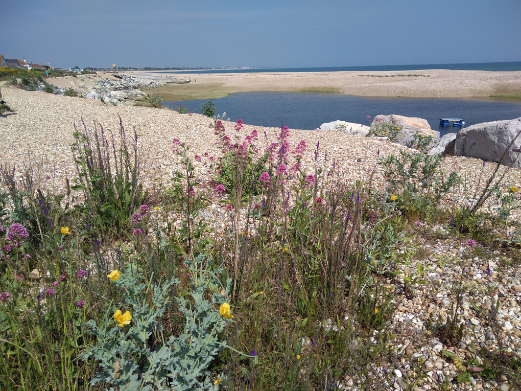 shale beach at the seaside