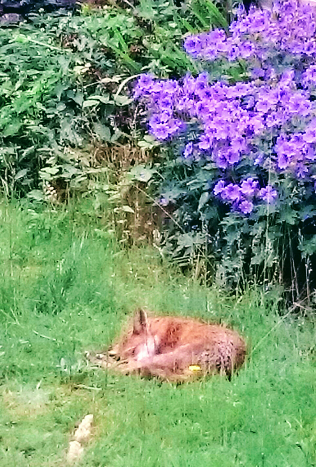 sleeping fox cub