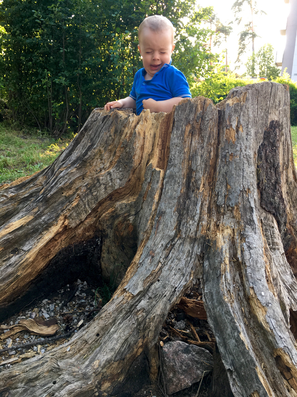 Boy in a hollow tree trunk wincing at a wasp.