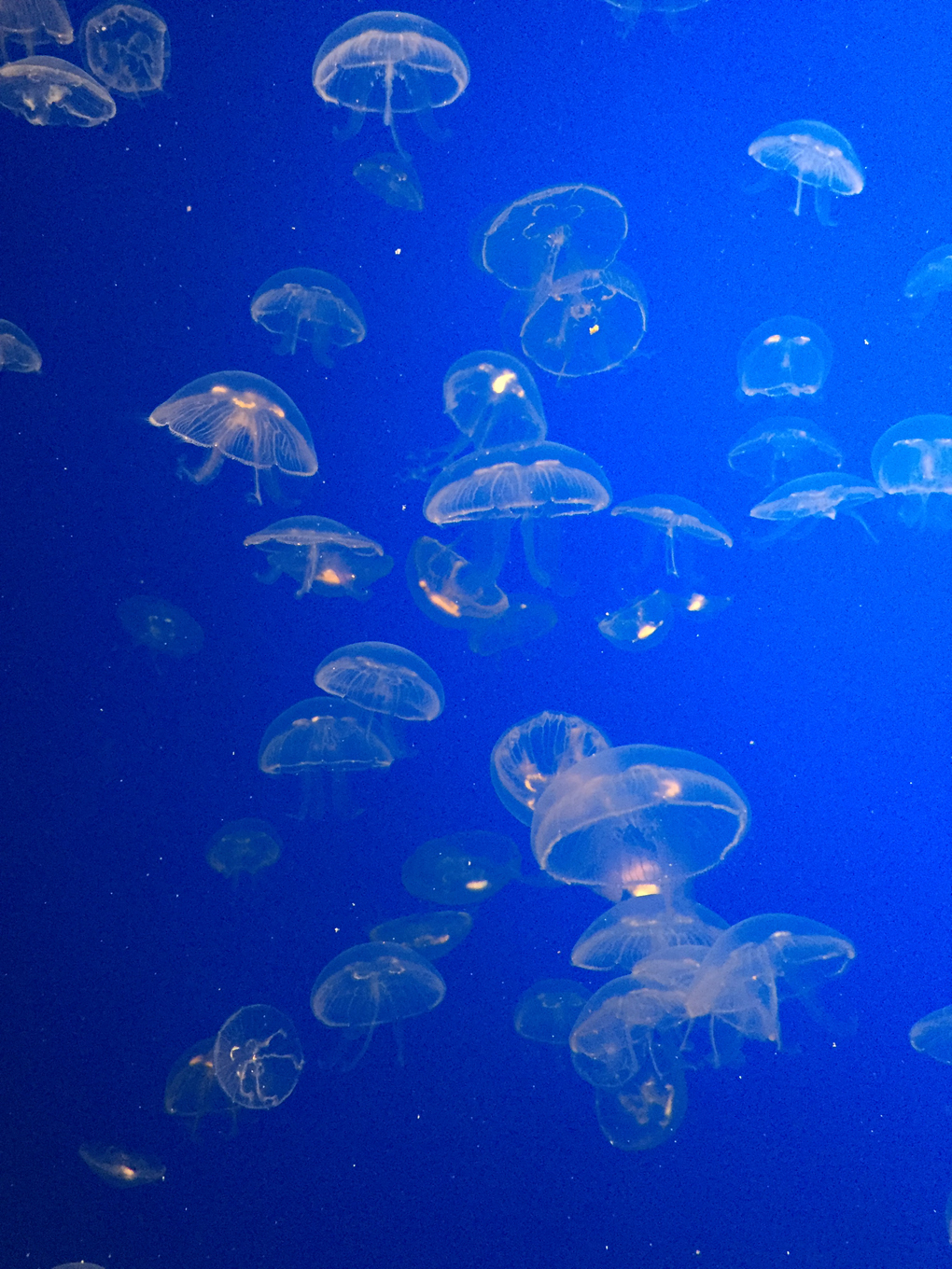 A swarm of tiny jellyfish in a tank