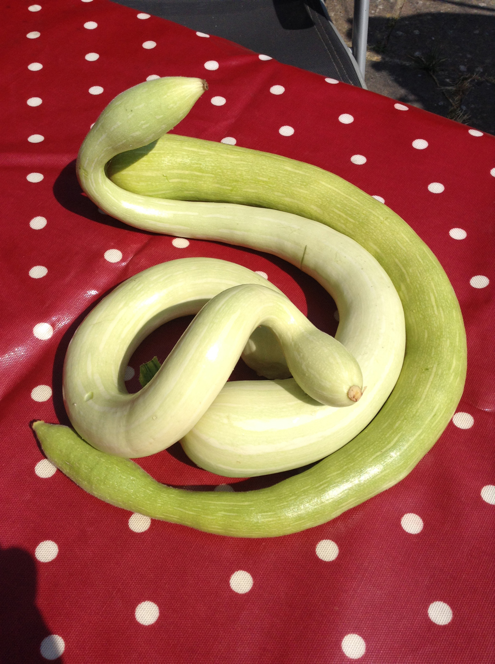This are courgettes that look like a cobra