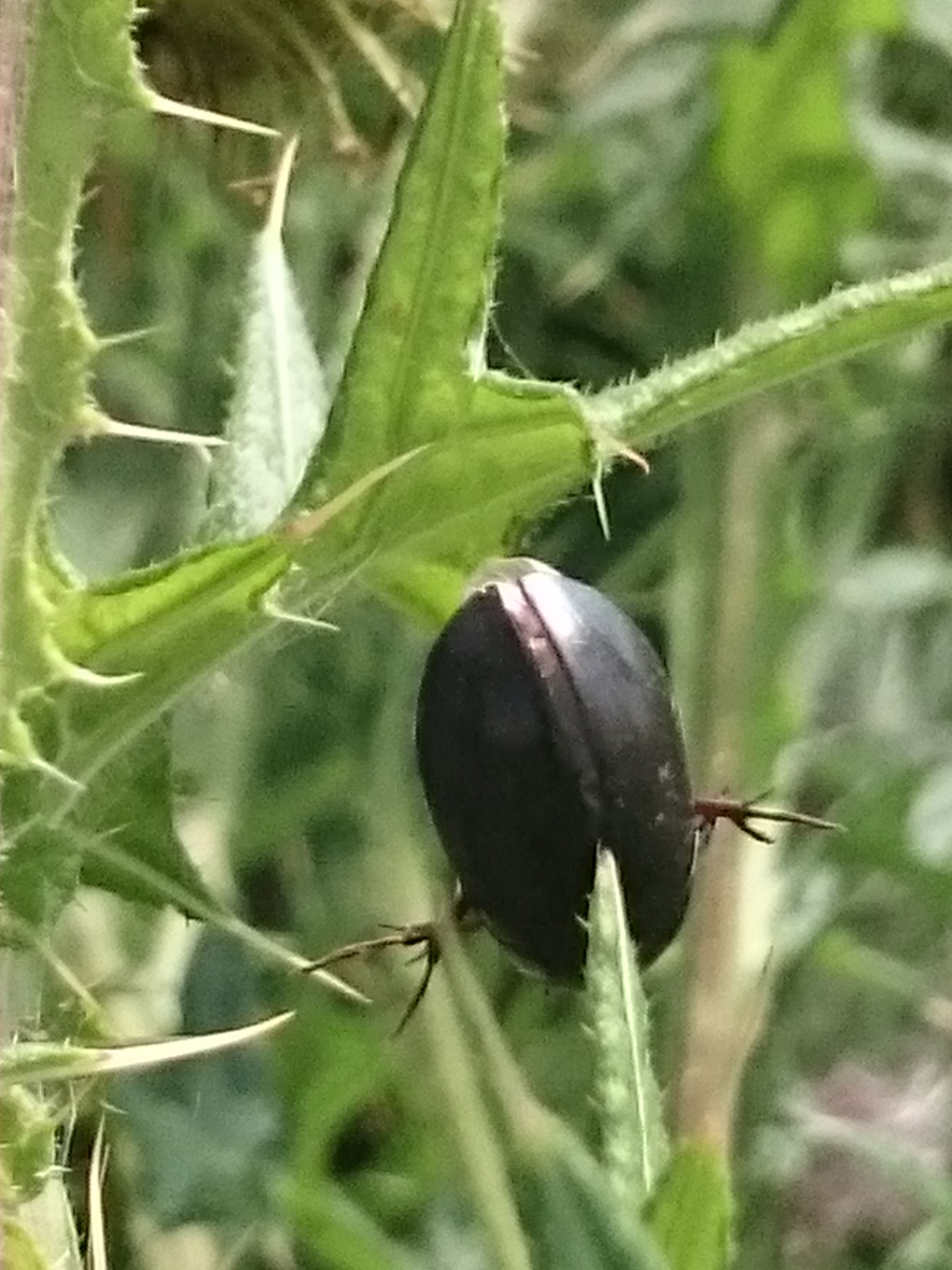 On a walk at Ham Wall nature reserve in Somerset I spied a poor common beetle in the middle of a large thistle plant. It had been impaled by a leaf-spike looking like a Beetle Kebab. I bet it hadn’t expected to end its days in such a way! Poor thing! Of all the wildlife we saw on that day the beetle stuck in my mind the most.....A rare sight!