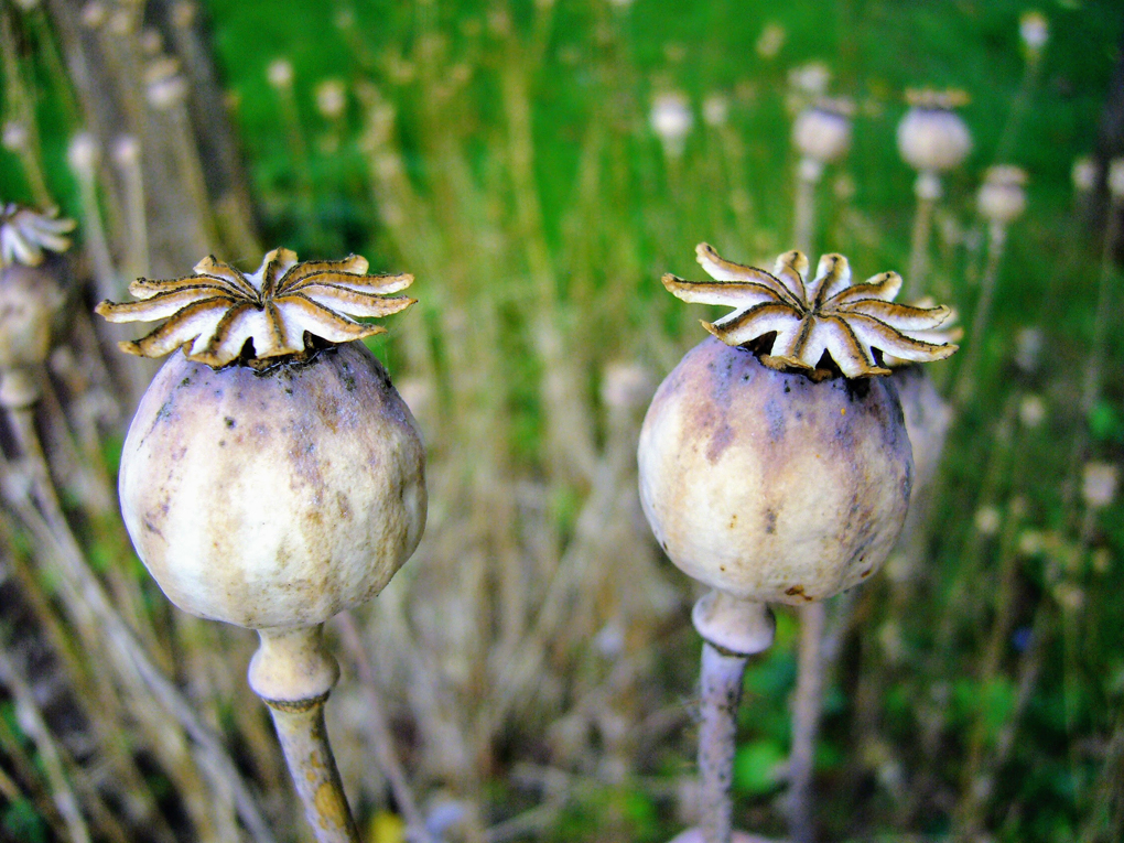 Two poppy seed heads