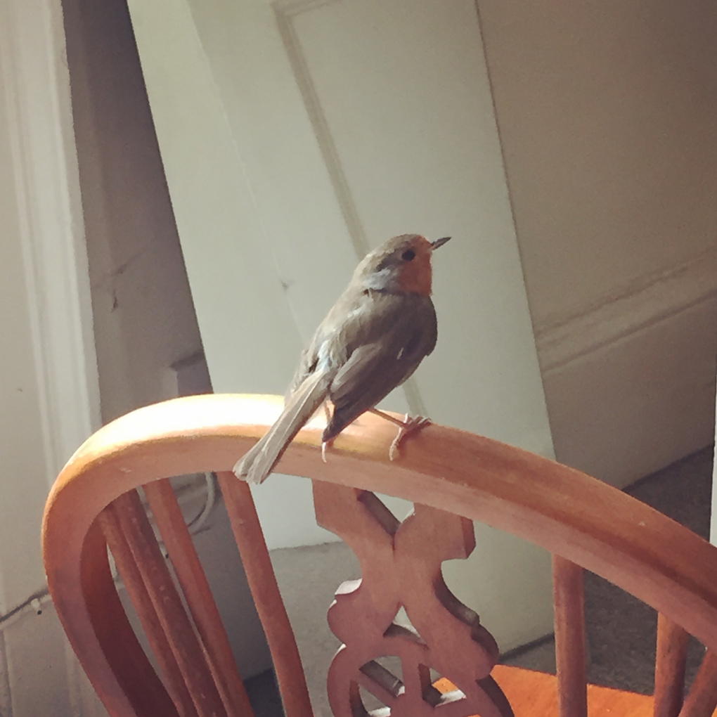 A robin sitting on the top of a wooden chair, indoors
