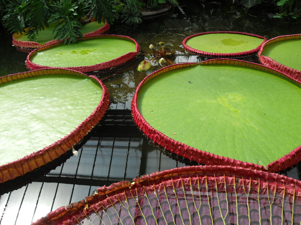 giant lily pads with reflection of greenhouse roof