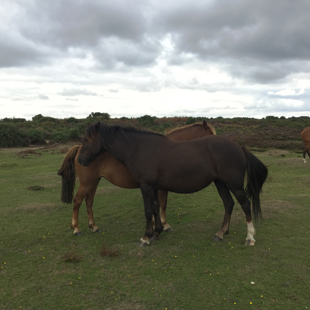 Two horses standing next to each other, nose-to-tail