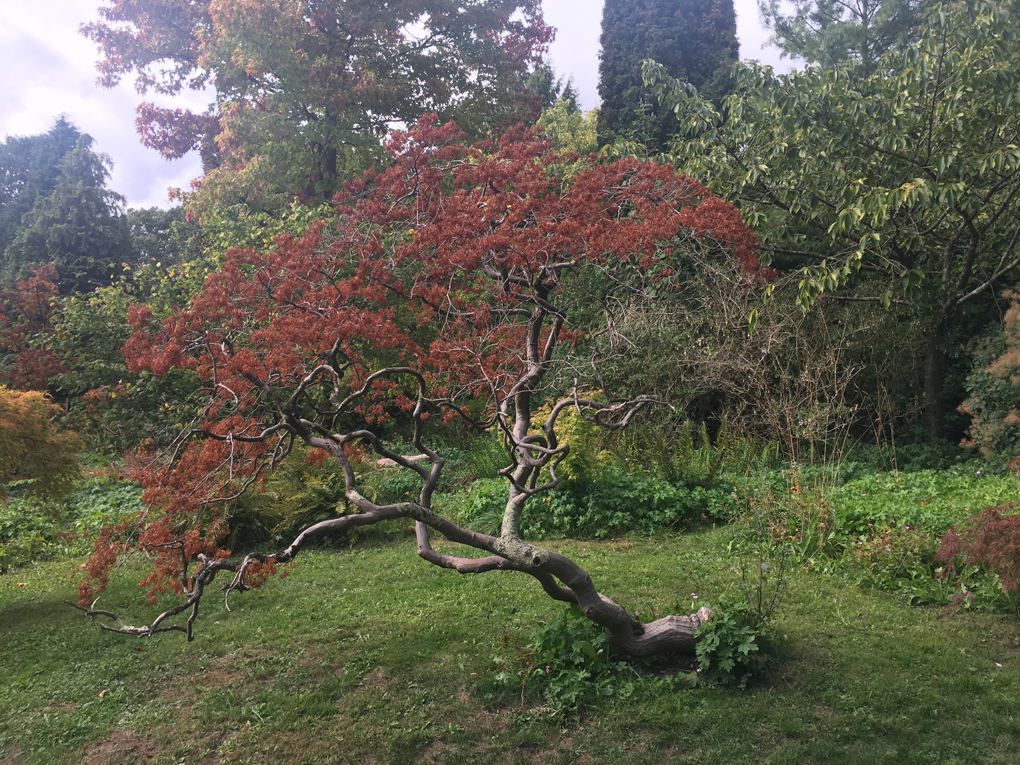 A small maple tree growing sideways in the Bath botanic gardens