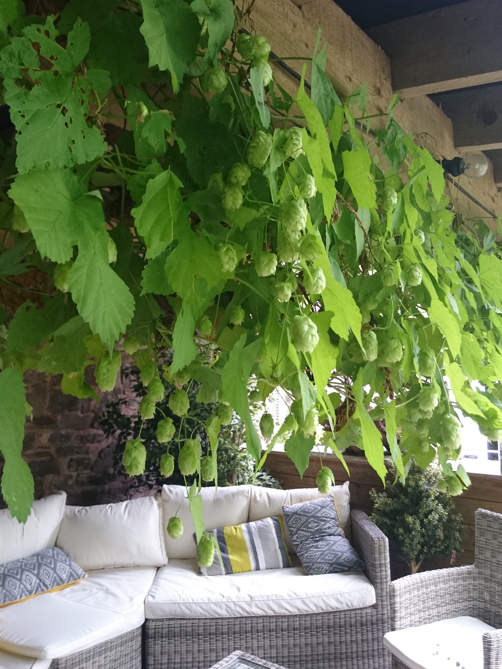 Luscious green Hops intertwined and hanging from a large wooden pergola shading a comfortable seating area with lots of cushions. A peaceful and pretty spot to sit and contemplate.