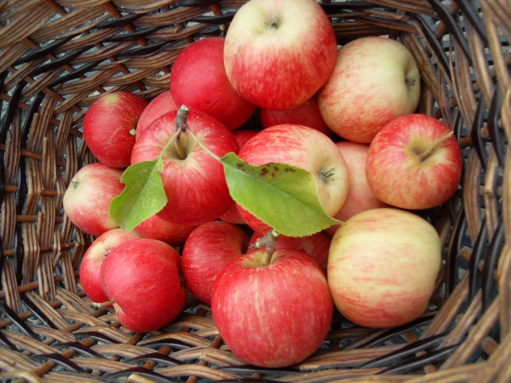 red eating apples in a vintage basket