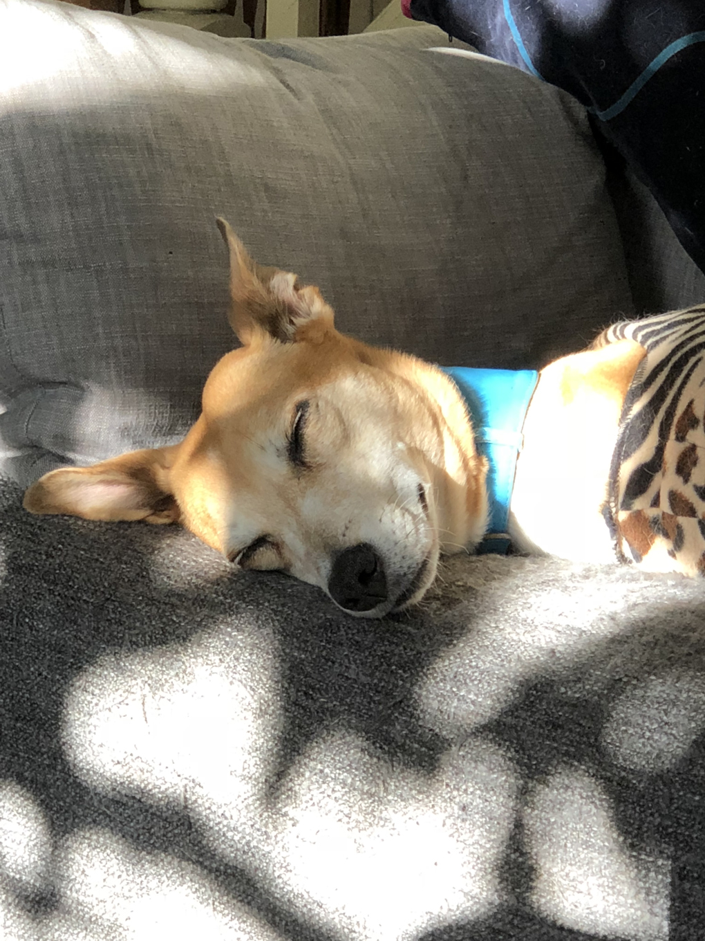 A dog asleep on a sofa in the sunlight