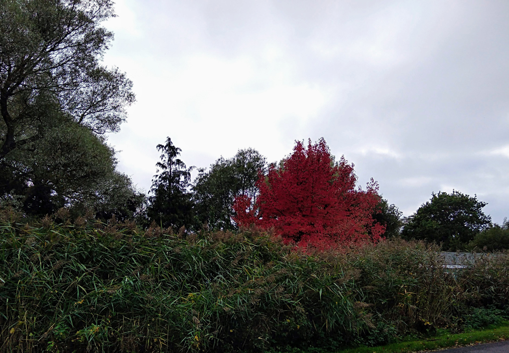 This picture shows a bright red leaved tree that stand out against a backdrop of blue skies and green trees
