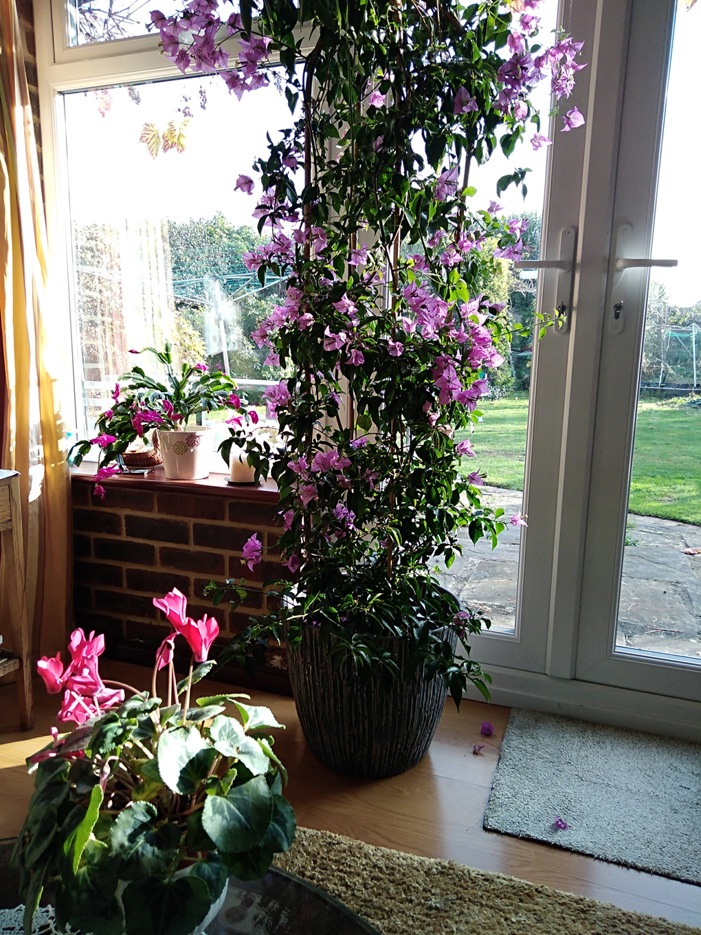 The main part of this picture shows a Bourganvilia with a mass of pink flowers