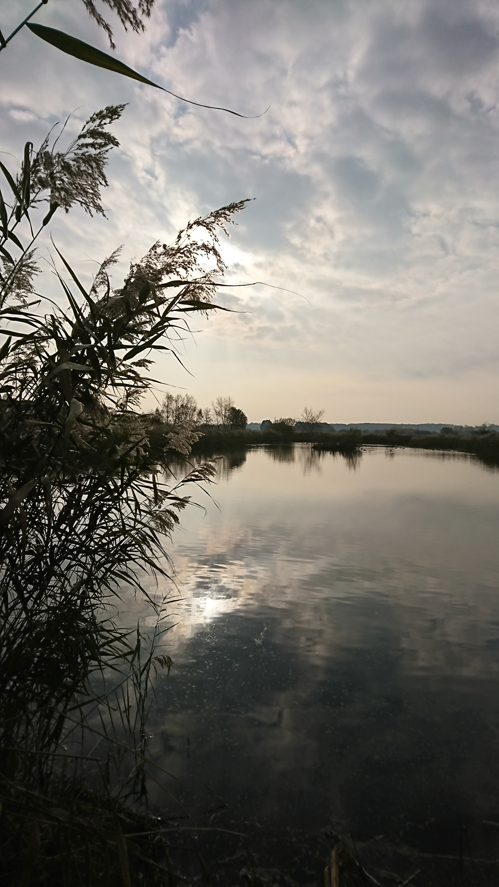 A wintry lake surrounded by reed beds, but it was so cold even wildlife weren’t venturing out that day. The sun did not break through the clouds but a glimmer was reflected in the water and the high clouds looked like wispy threads. Even the pub shut early so I missed my rum and blackcurrant!☹️