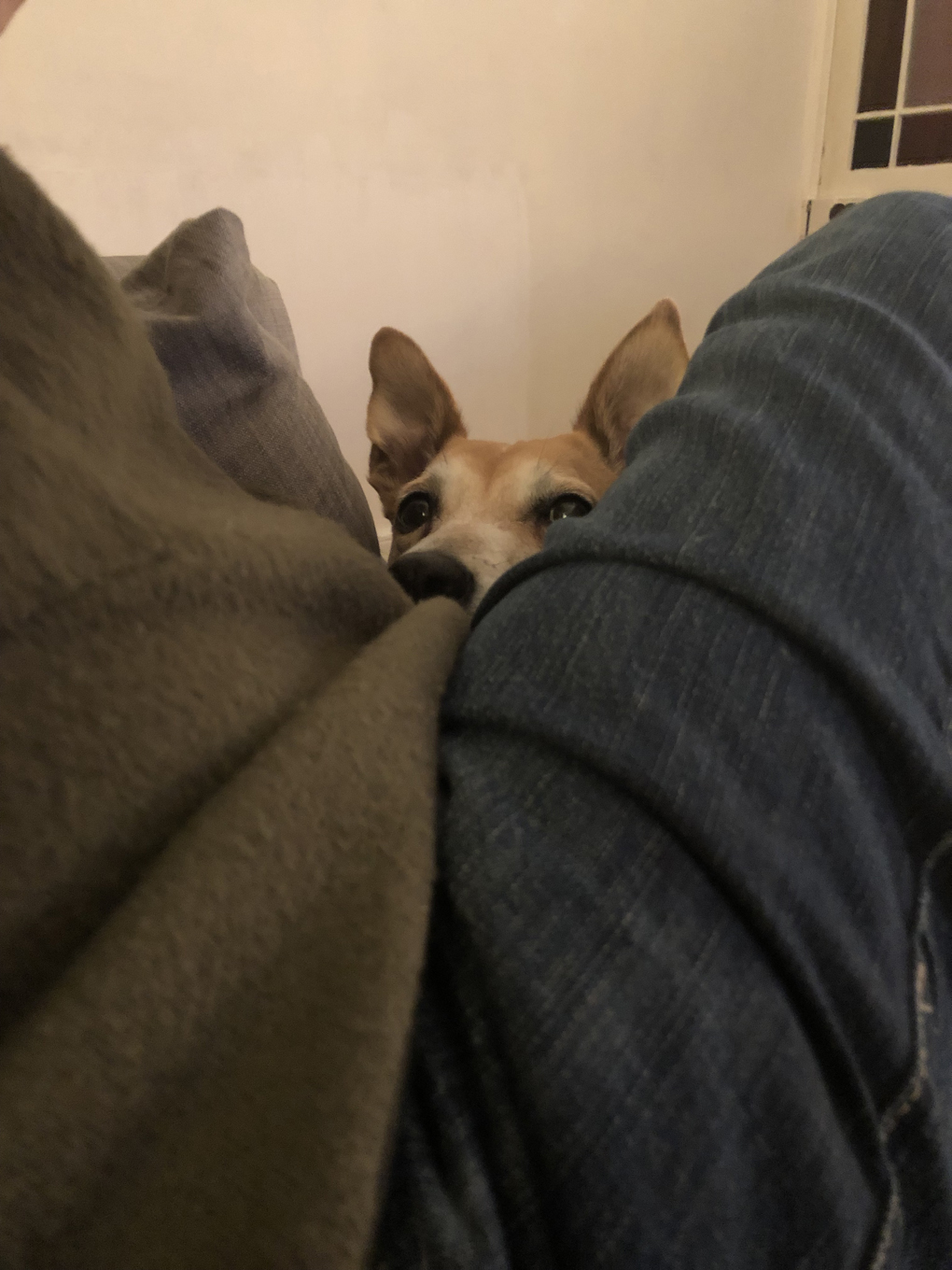 A greedy dog looking over someones leg