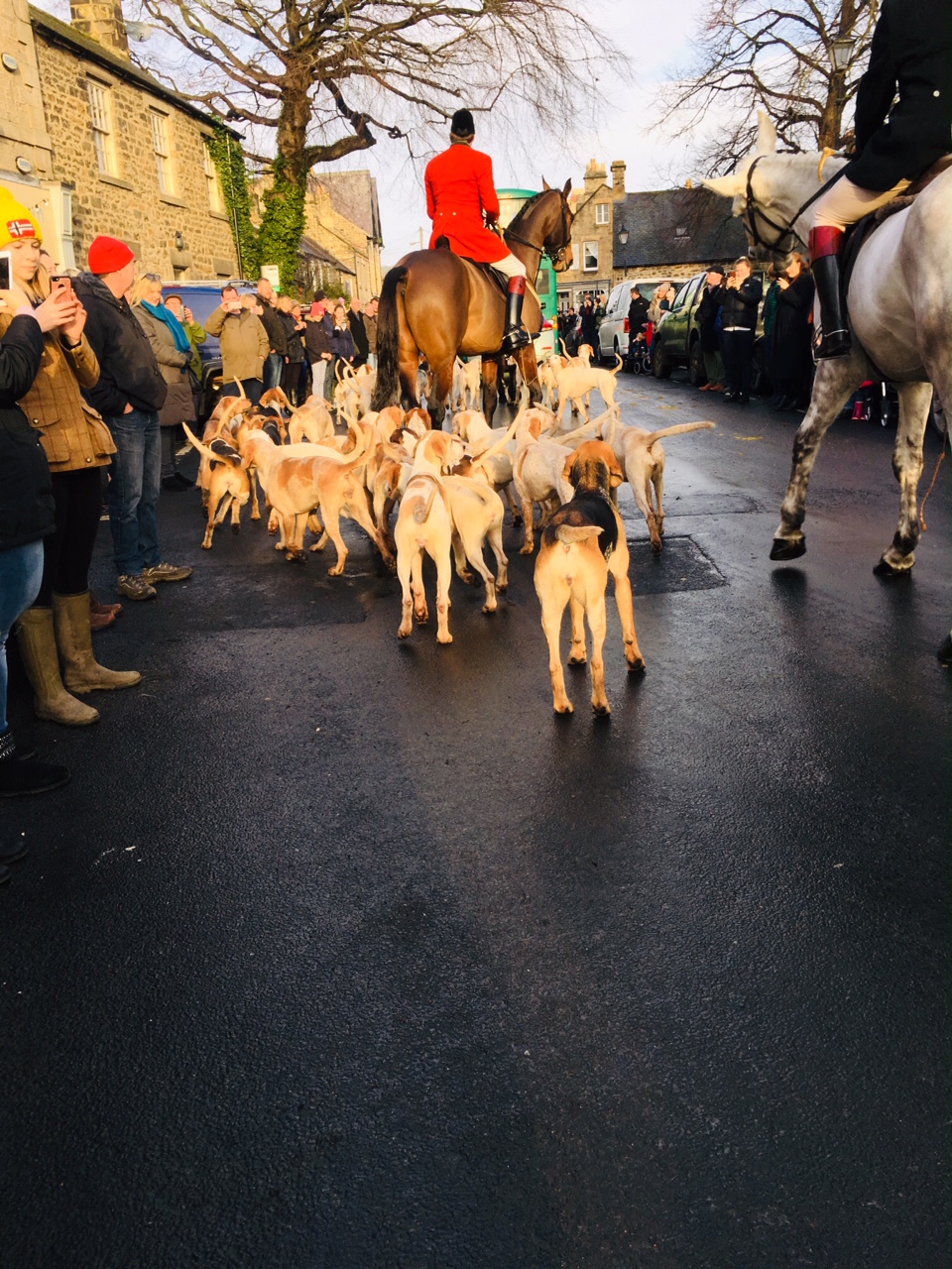 huntsman on horse surrounded by hounds in a street