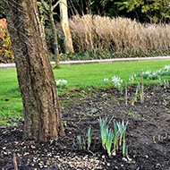 bulbs sprouting in a garden