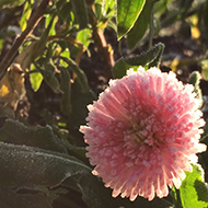 Pink flower and its leaves covered in frost.