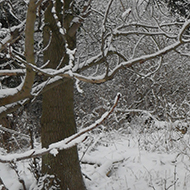 snowy garden