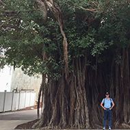 man in front of strangler fig