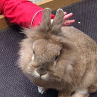 toddler and rabbit looking at camera