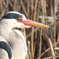 Grey Heron