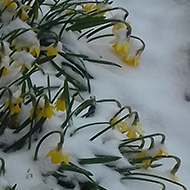 daffodils in the snow