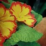 boy potting daffodils