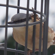 Nuthatch feeding at the bird feeder