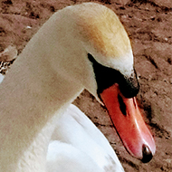 face of a mute swan