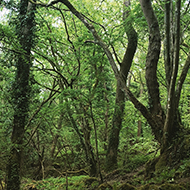 A forest scene, with trees at odd angles, tangled roots and some rocky ground