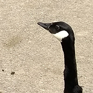 geese and chicks crossing a path