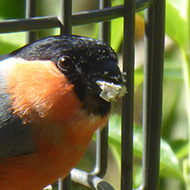 brightly coloured bullfinch