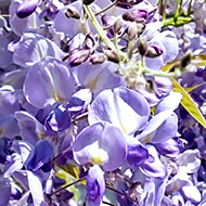 lilac plant