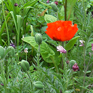 garden border full of flowers