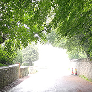 bright light at the end of a dark passage of foliage