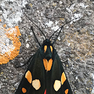 An orange and black butterfly resting on a rough stone wall