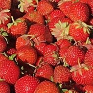 A car boot full of strawberry boxes