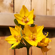 some nice yellow flowers