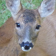 Roe Deer on Lawn