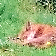 sleeping fox cub