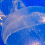 A swarm of tiny jellyfish in a tank