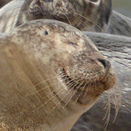 Norfolk seal colony sunbathing on the beach