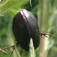 On a walk at Ham Wall nature reserve in Somerset I spied a poor common beetle in the middle of a large thistle plant. It had been impaled by a leaf-spike looking like a Beetle Kebab. I bet it hadn’t expected to end its days in such a way! Poor thing! Of all the wildlife we saw on that day the beetle stuck in my mind the most.....A rare sight!