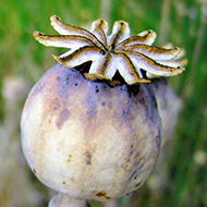 Two poppy seed heads