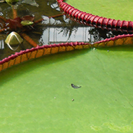 giant lily pads with reflection of greenhouse roof