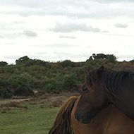 Two horses standing next to each other, nose-to-tail