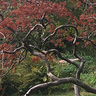 A small maple tree growing sideways in the Bath botanic gardens