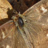 Speckled Wood? Butterfly camouflaged amongst fallen woodland leaves