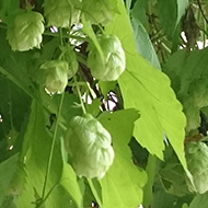 Luscious green Hops intertwined and hanging from a large wooden pergola shading a comfortable seating area with lots of cushions. A peaceful and pretty spot to sit and contemplate.