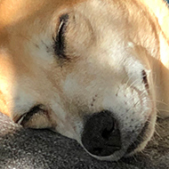 A dog asleep on a sofa in the sunlight